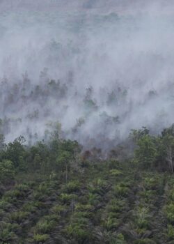 Kebakaran Hutan dan Lahan (Karhutla) Palangka Raya