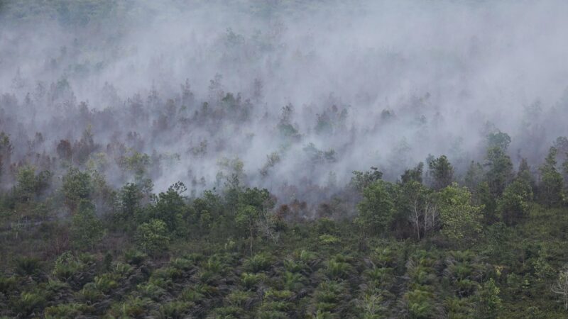 Kebakaran Hutan dan Lahan (Karhutla) Palangka Raya