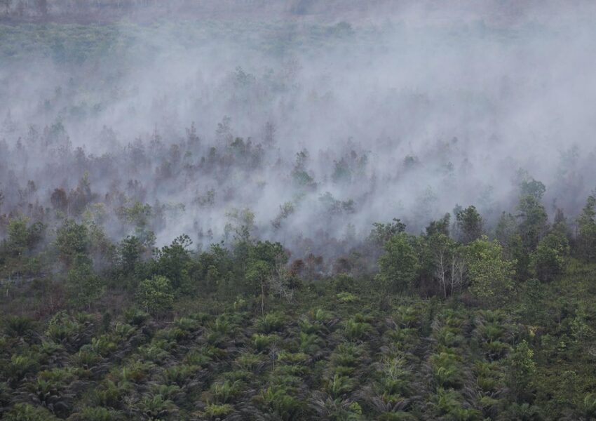 Kebakaran Hutan dan Lahan (Karhutla) Palangka Raya