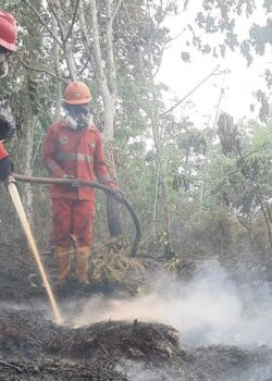 Karhutla di Nabire Papua Tengah
