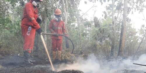 Karhutla di Nabire Papua Tengah