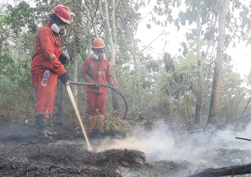 Karhutla di Nabire Papua Tengah
