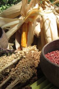 Pangan Nusantara (dok Nusantara Food Biodiversity)
