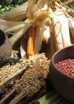 Pangan Nusantara (dok Nusantara Food Biodiversity)