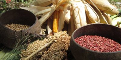Pangan Nusantara (dok Nusantara Food Biodiversity)