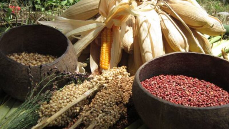 Pangan Nusantara (dok Nusantara Food Biodiversity)