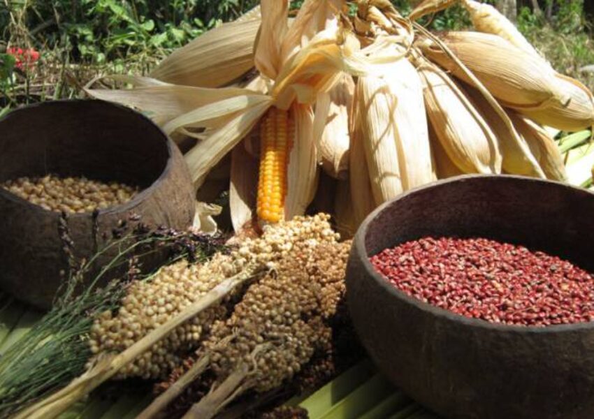 Pangan Nusantara (dok Nusantara Food Biodiversity)