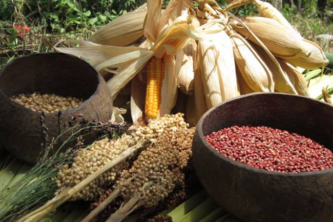 Pangan Nusantara (dok Nusantara Food Biodiversity)