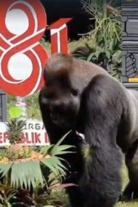 Satwa di Ragunan (dok Pemprov DKI)