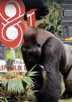 Satwa di Ragunan (dok Pemprov DKI)