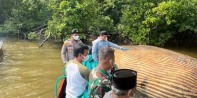Bangkai Paus di Inhil