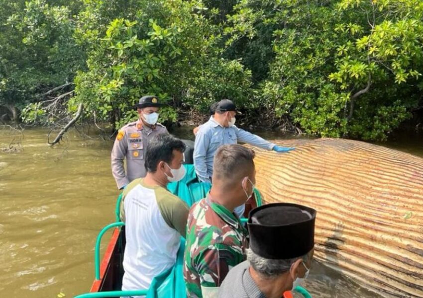 Bangkai Paus di Inhil