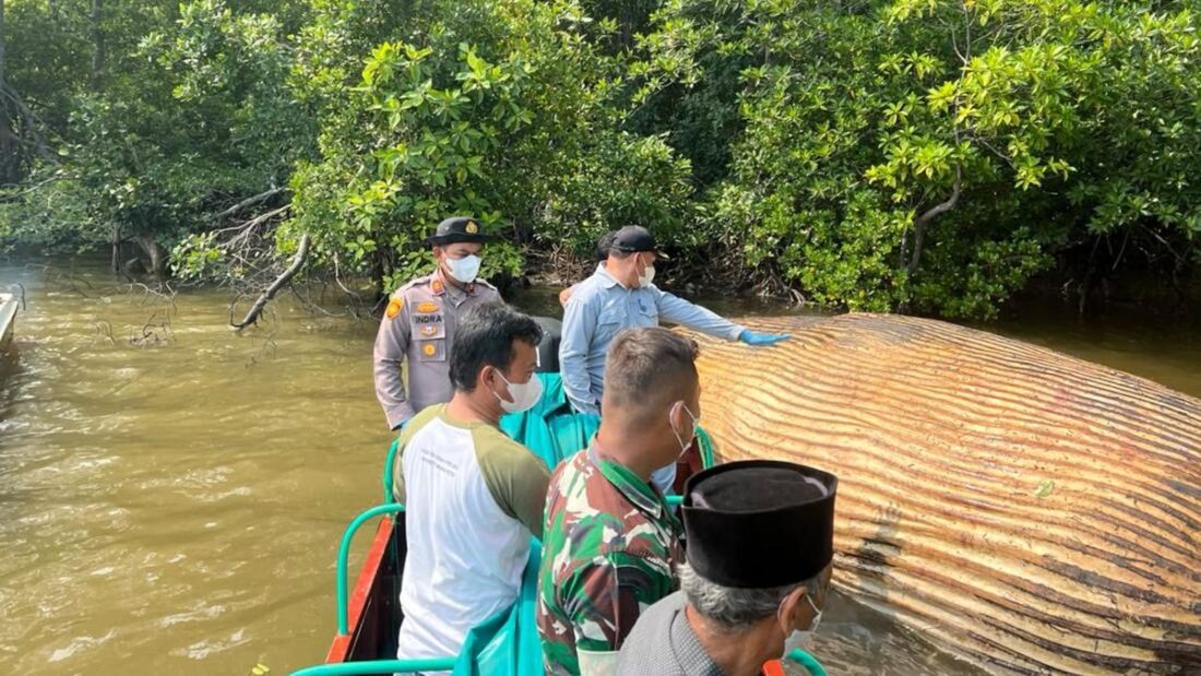 Bangkai Paus di Inhil