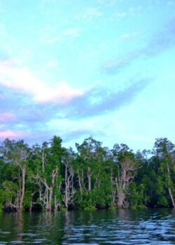 Dok; M Ambari - Mongabay Indonesia
