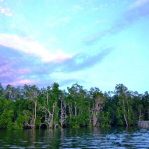 Dok; M Ambari - Mongabay Indonesia