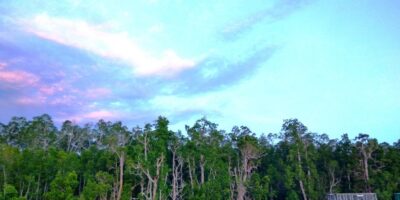 Dok; M Ambari - Mongabay Indonesia