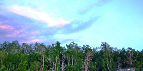 Dok; M Ambari - Mongabay Indonesia