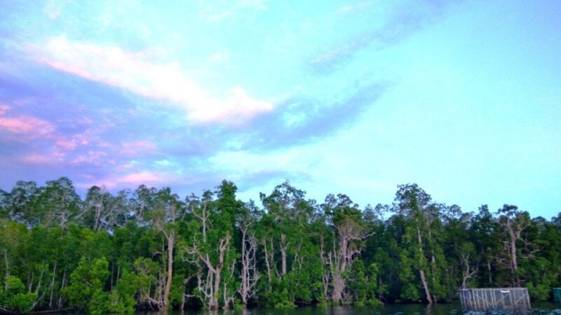 Dok; M Ambari - Mongabay Indonesia