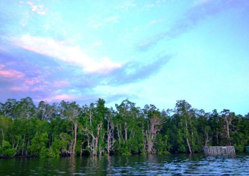 Dok; M Ambari - Mongabay Indonesia
