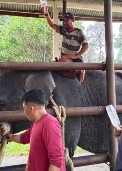 Gajah Diego (dok Kemenhut)