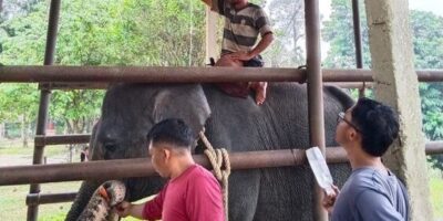 Gajah Diego (dok Kemenhut)