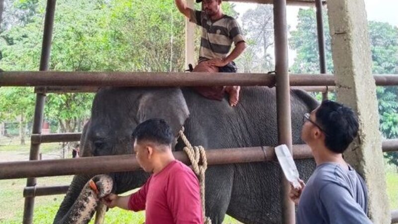 Gajah Diego (dok Kemenhut)