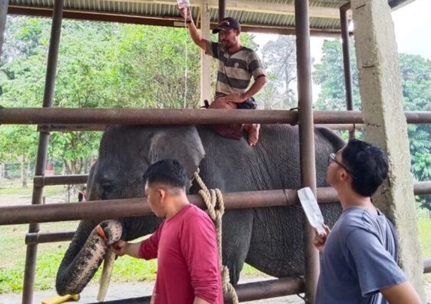 Gajah Diego (dok Kemenhut)