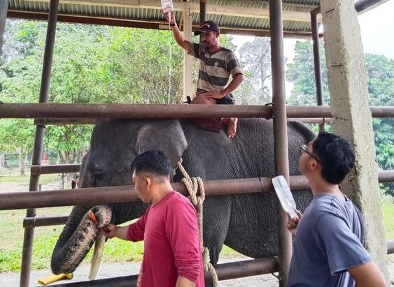 Gajah Diego (dok Kemenhut)