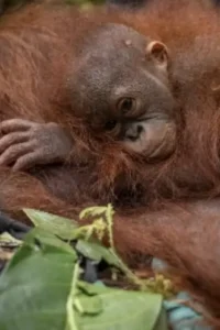 Ilustrasi Orangutan yang terdampak karhutla
