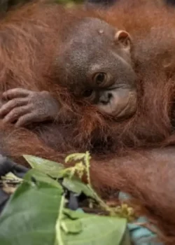 Ilustrasi Orangutan yang terdampak karhutla