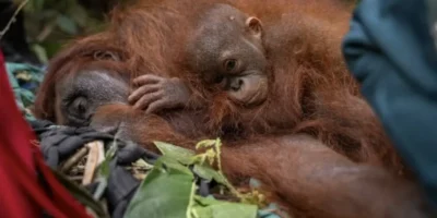 Ilustrasi Orangutan yang terdampak karhutla