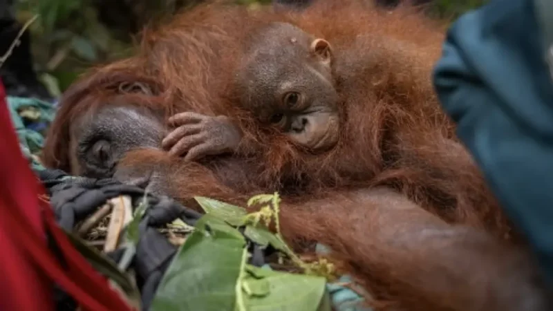 Ilustrasi Orangutan yang terdampak karhutla