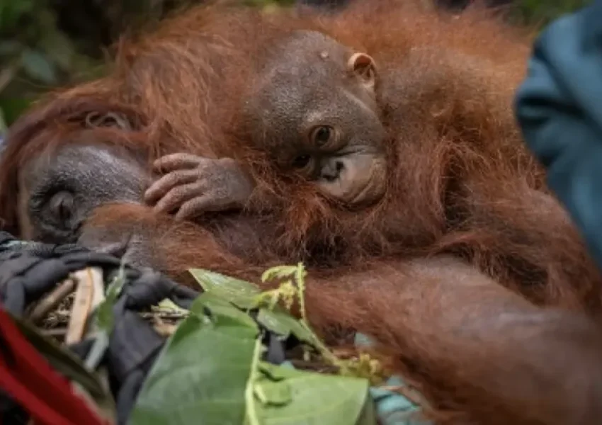 Ilustrasi Orangutan yang terdampak karhutla