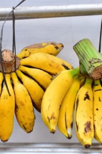Ilustrasi Pisang