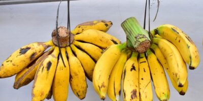 Ilustrasi Pisang