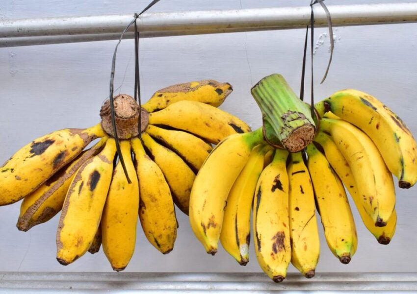 Ilustrasi Pisang
