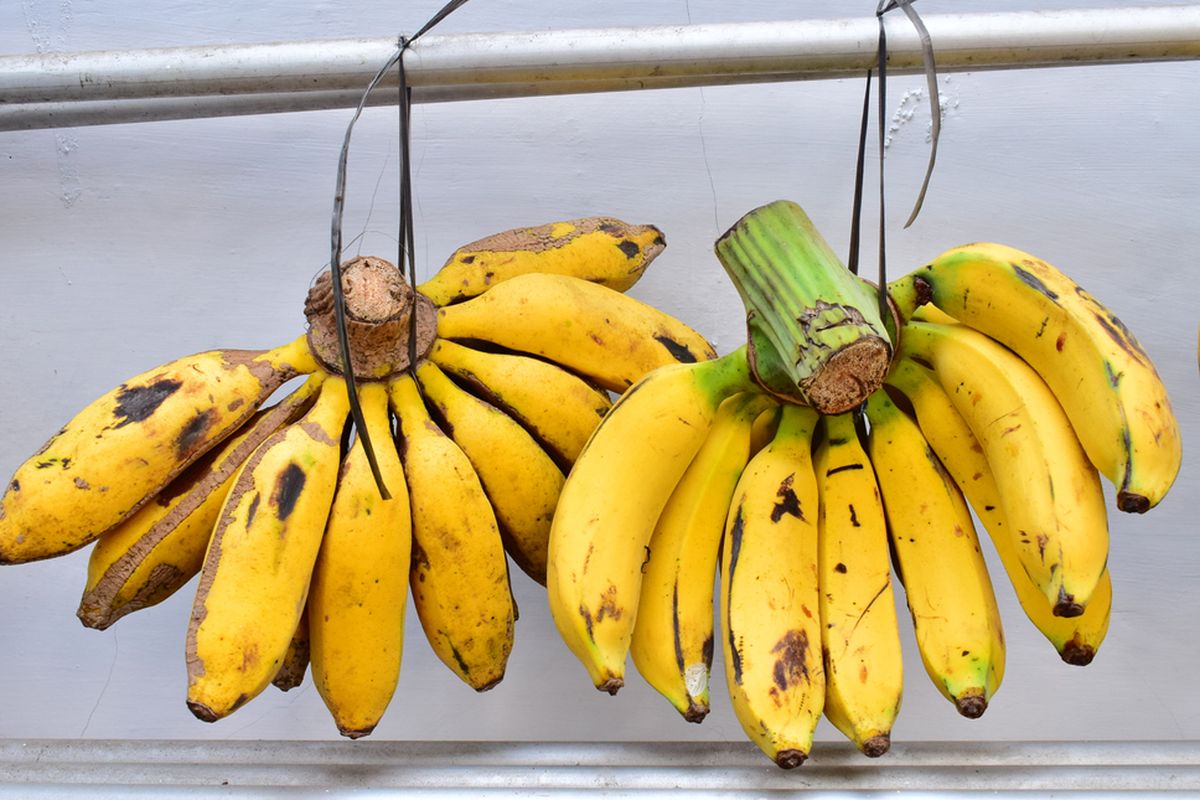 Ilustrasi Pisang