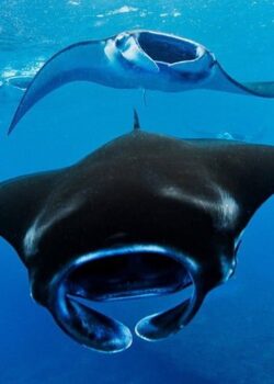Pari Manta (dok CONNIFF)