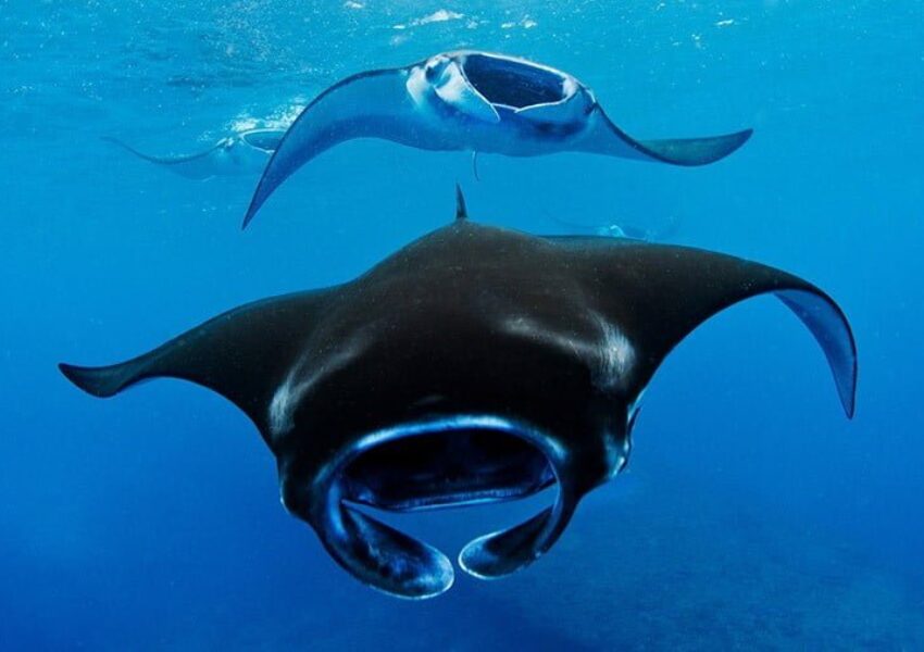 Pari Manta (dok CONNIFF)