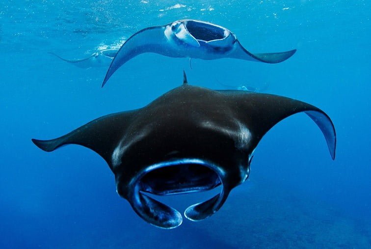 Pari Manta (dok CONNIFF)