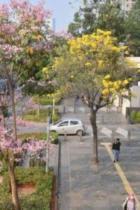 Bunga Tabebuya di Jalan Sudirman (ANTARA FOTO)