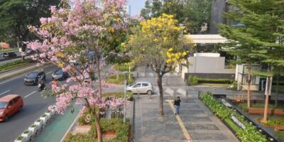 Bunga Tabebuya di Jalan Sudirman (ANTARA FOTO)