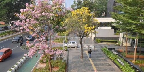 Bunga Tabebuya di Jalan Sudirman (ANTARA FOTO)