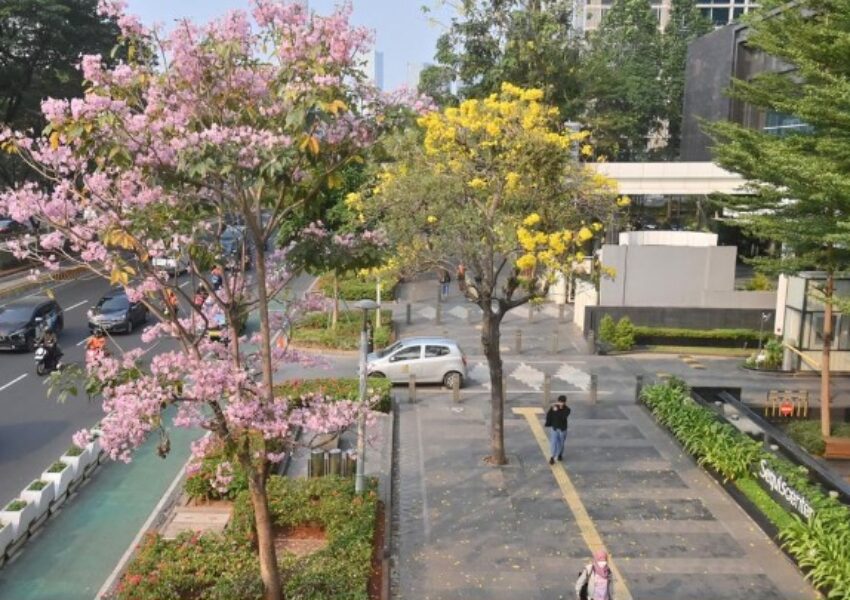 Bunga Tabebuya di Jalan Sudirman (ANTARA FOTO)