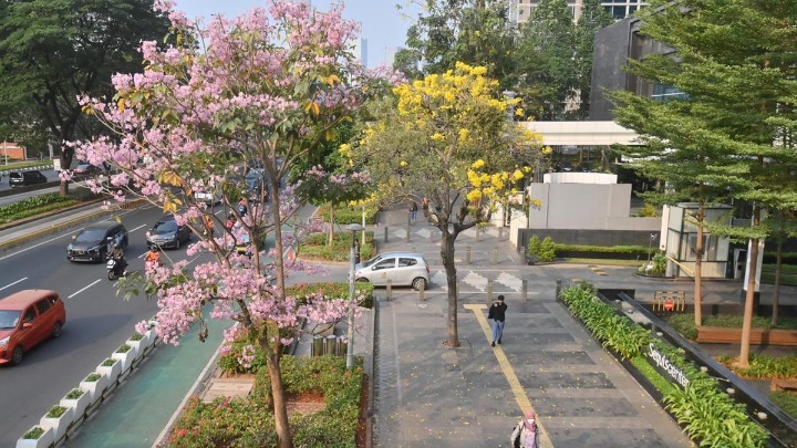 Bunga Tabebuya di Jalan Sudirman (ANTARA FOTO)