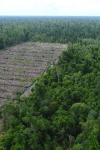 Ilustrasi pembukaan hutan. Dok Save Our Borneo