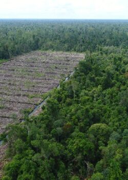 Ilustrasi pembukaan hutan. Dok Save Our Borneo