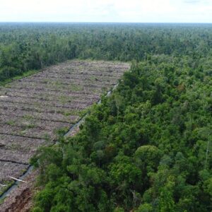 Ilustrasi pembukaan hutan. Dok Save Our Borneo