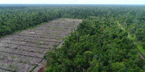 Ilustrasi pembukaan hutan. Dok Save Our Borneo