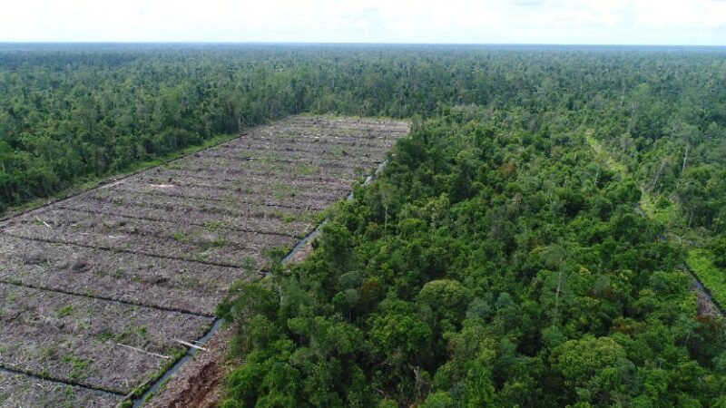 Ilustrasi pembukaan hutan. Dok Save Our Borneo